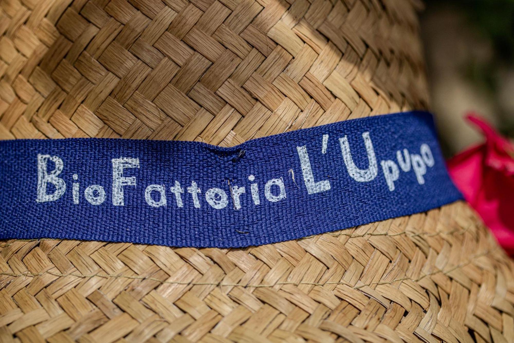 Agriturismo Biofattoria L'Upupa Montalcino Kültér fotó